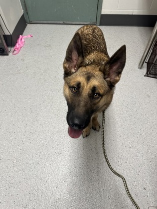 Shelter Stray Male Dog last seen Diamond park, Oakland, , 1101 29th Ave, Oakland, CA 94601, USA
