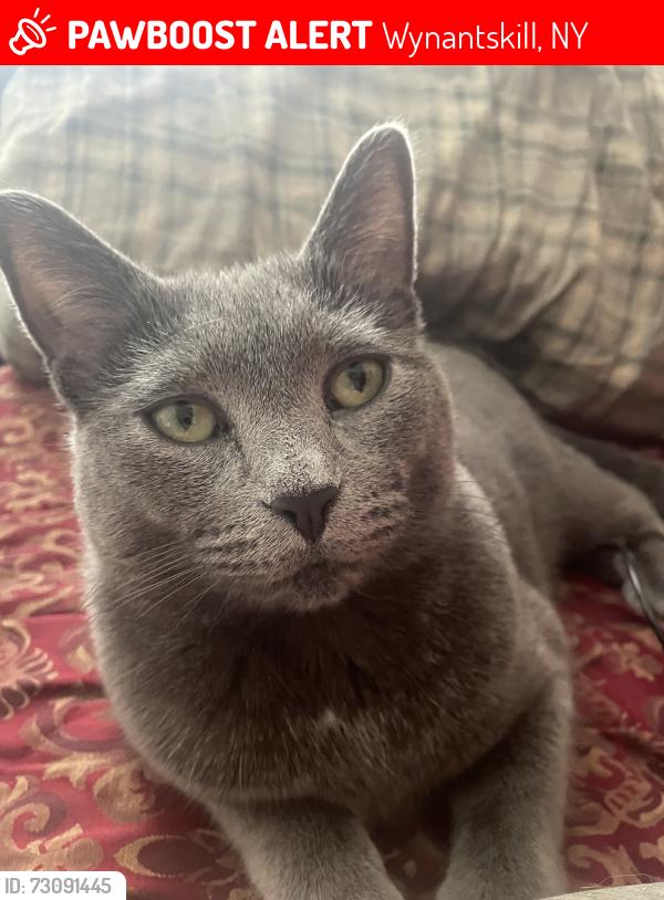 Lost Female Cat last seen Whiteview road and hidley st, Wynantskill, NY 12198