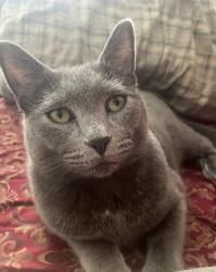 Lost Female Cat last seen Whiteview road and hidley st, Wynantskill, NY 12198