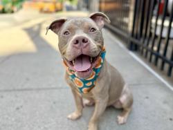 Shelter Stray Male Dog last seen Apt 1C,3479 Seymour Avenue, BRONX, NY, 10468, 326 E 110th St, New York, NY 10029, USA