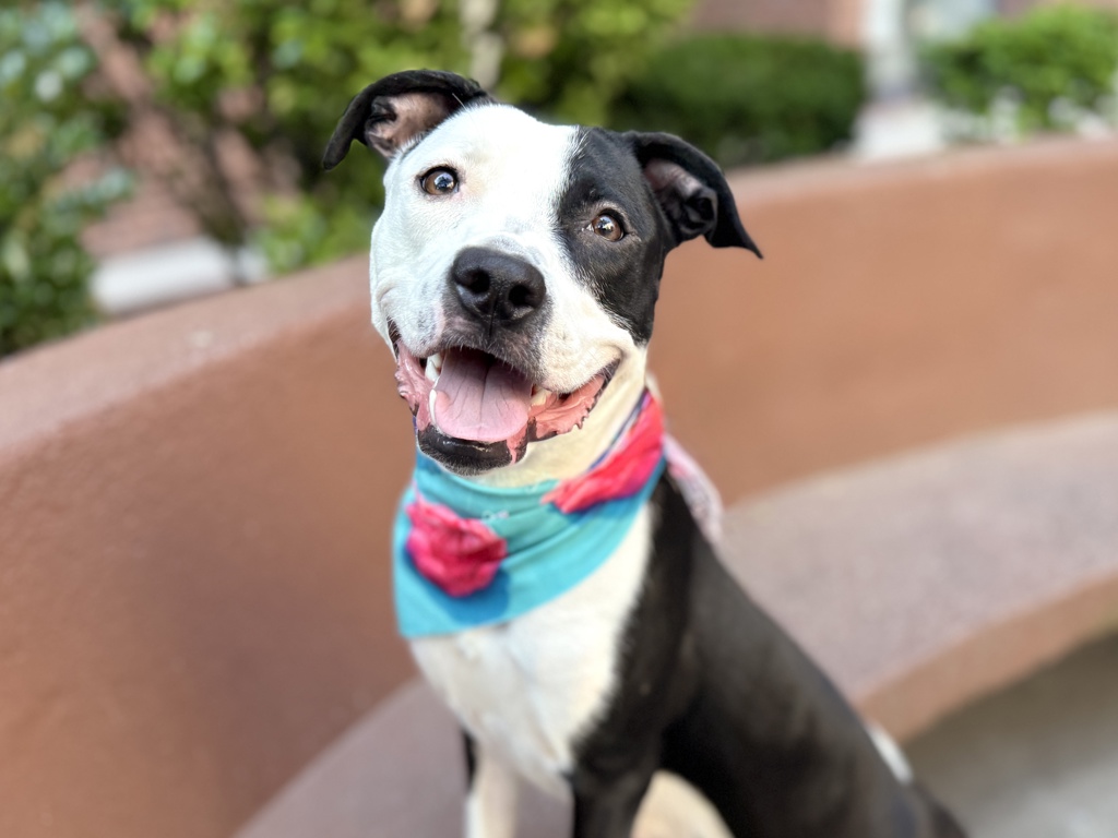 Shelter Stray Female Dog last seen Near 3rd Avenue, BRONX, NY, 10454, 326 E 110th St, New York, NY 10029, USA