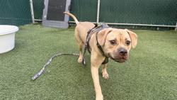 Shelter Stray Female Dog last seen Apt 2,627 Tinton Avenue, BRONX, NY, 10455, 326 E 110th St, New York, NY 10029, USA