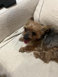 Reunited Female Dog last seen Villagrande ave  s, St. Petersburg, FL 33707