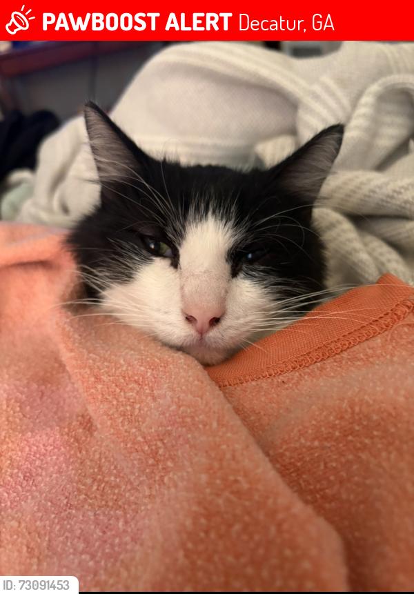 Lost Male Cat last seen Appian and oldfeild rd, Decatur, GA 30030