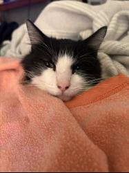 Lost Male Cat last seen Appian and oldfeild rd, Decatur, GA 30030