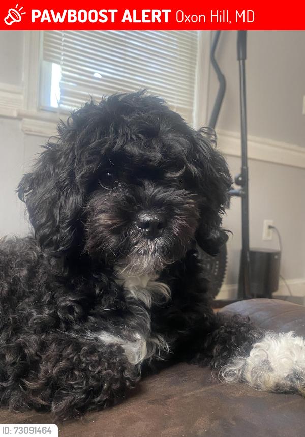 Lost Female Dog last seen Near s hurón dr , Oxon Hill, MD 20745