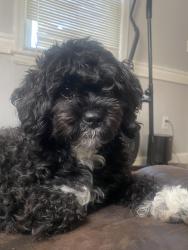 Lost Female Dog last seen Near s hurón dr , Oxon Hill, MD 20745