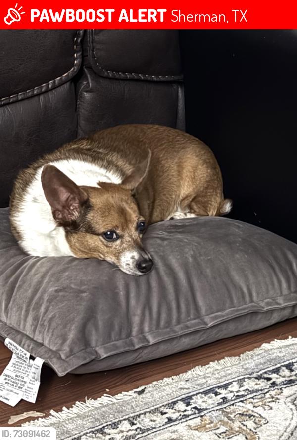 Lost Female Dog last seen Constitution village near schulmans, Sherman, TX 75090