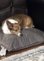 Lost Female Dog last seen Constitution village near schulmans, Sherman, TX 75090