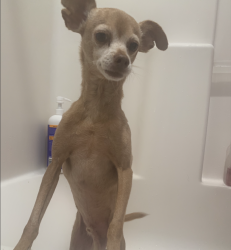 Reunited Male Dog last seen Near E Vine Ave Orange CA 92869, Orange, CA 92869