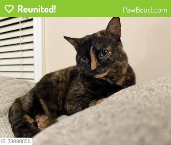 Reunited Female Cat last seen Landover Ln, Raleigh, NC 27616, USA, Raleigh, NC 27616