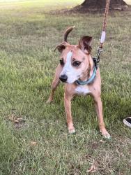 Found/Stray Male Dog last seen Brockman, Greer, SC 29651