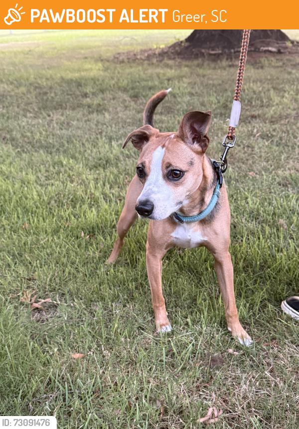 Found/Stray Male Dog last seen Brockman, Greer, SC 29651