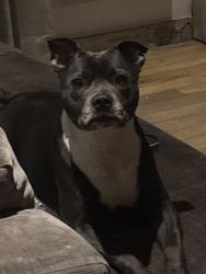 Lost Female Dog last seen Near st james court, Tyne and Wear, England NE10 0AW