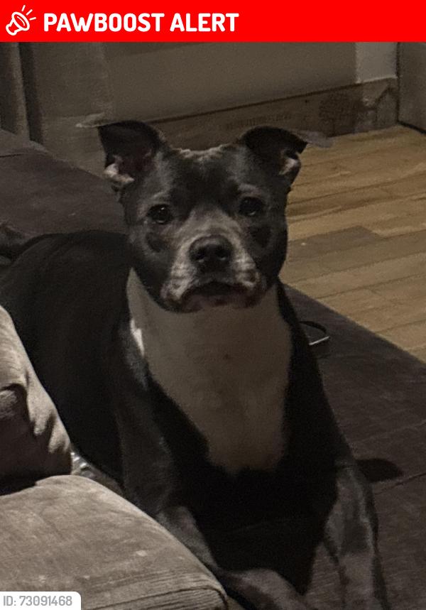 Lost Female Dog last seen Near st james court, Tyne and Wear, England NE10 0AW