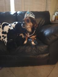 Reunited Female Dog last seen Ensenada terrace, Port St. Lucie, FL 34953