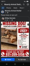 Lost Male Dog last seen Capps road mcewen tn, McEwen, TN 37101