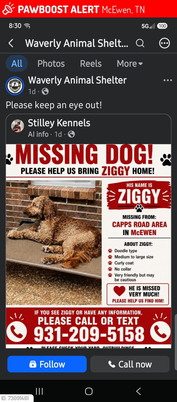 Lost Male Dog last seen Capps road mcewen tn, McEwen, TN 37101