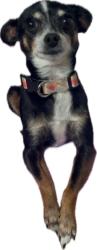Lost Female Dog last seen Pin Oak, Porterville, CA 93257