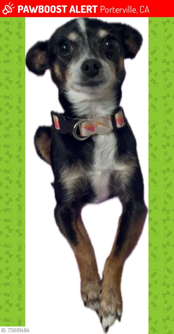 Lost Female Dog last seen Pin Oak, Porterville, CA 93257