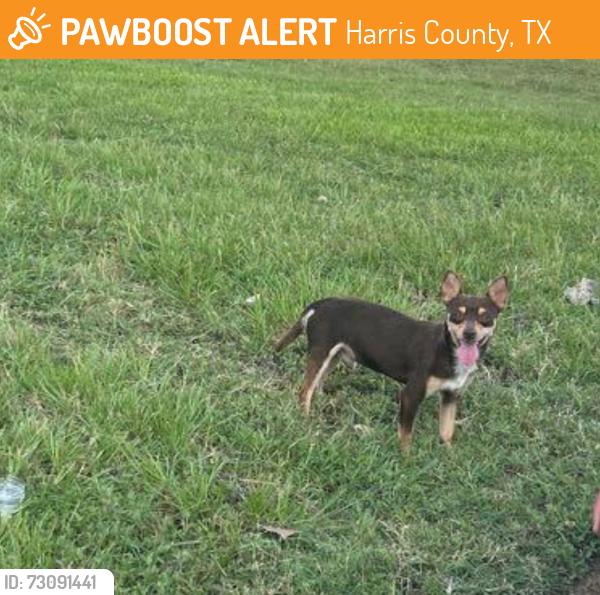 Found/Stray Male Dog last seen N Wimbledon Drive in front of the pool, Harris County, TX 77449