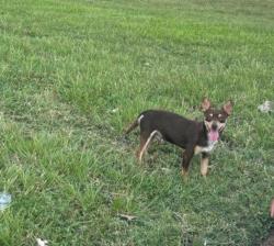 Found/Stray Male Dog last seen N Wimbledon Drive in front of the pool, Harris County, TX 77449