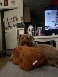 Found/Stray Female Dog last seen Tasty, Kaysville, UT 84037