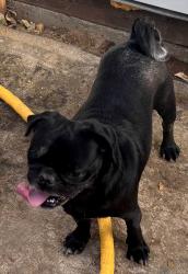Found/Stray Male Dog last seen Cedar and 5th Street, San Diego, CA 92101