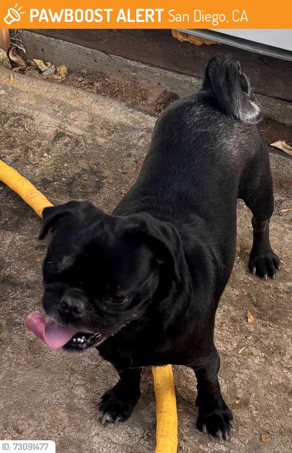 Found/Stray Male Dog last seen Cedar and 5th Street, San Diego, CA 92101