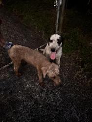 Found/Stray Unknown Dog last seen McIntosh & Knights Griffin, Thonotosassa, FL 33592