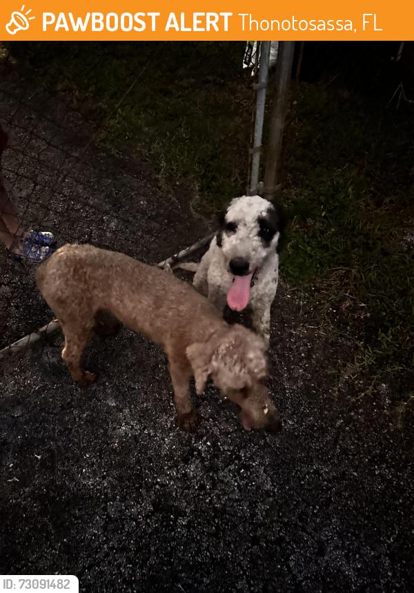 Found/Stray Unknown Dog last seen McIntosh & Knights Griffin, Thonotosassa, FL 33592