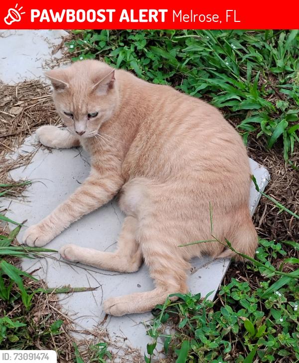 Lost Male Cat last seen 18th st and 21 Melrose, Melrose, FL 32666