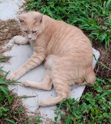 Lost Male Cat last seen 18th st and 21 Melrose, Melrose, FL 32666