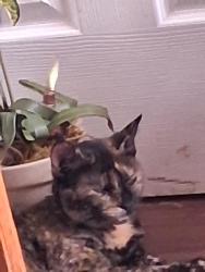 Lost Female Cat last seen 23rd and Kensington Ave, Kansas City, MO 64127