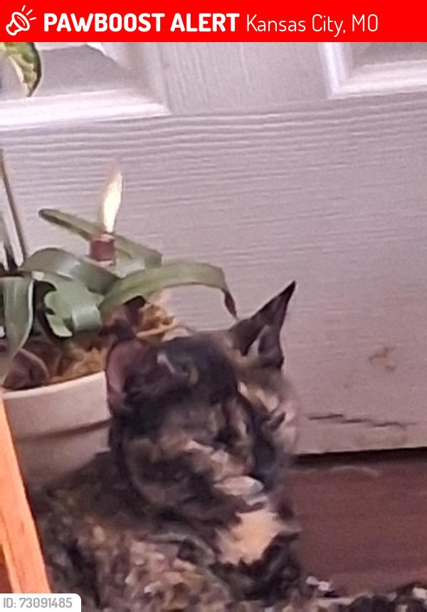 Lost Female Cat last seen 23rd and Kensington Ave, Kansas City, MO 64127