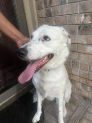 Found/Stray Unknown Dog last seen Prides crossing, San Antonio, TX 78232