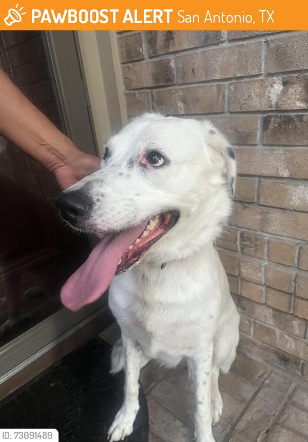 Found/Stray Unknown Dog last seen Prides crossing, San Antonio, TX 78232
