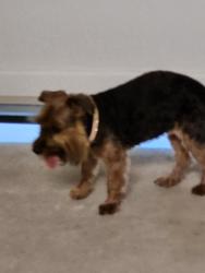 Found/Stray Female Dog last seen Jenny & Miller St., Denison, TX 75020
