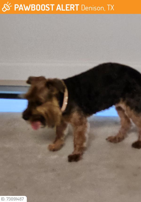 Found/Stray Female Dog last seen Jenny & Miller St., Denison, TX 75020