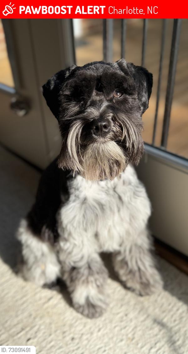 Lost Female Dog last seen Across from Harris Teeter heading East on Rea Road., Charlotte, NC 28226