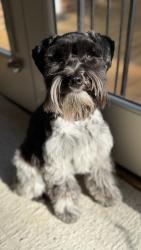 Lost Female Dog last seen Royden Place and Mooreland Drive, Charlotte, NC 28226