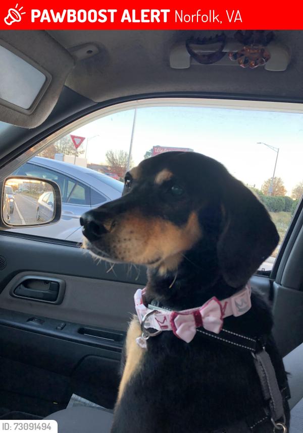 Lost Female Dog last seen Chesapeake Ave/ Norview Ave/ Abingdon, Norfolk, VA 23513