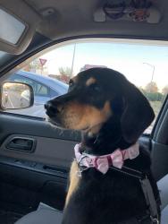 Lost Female Dog last seen Chesapeake Ave/ Norview Ave/ Abingdon, Norfolk, VA 23513