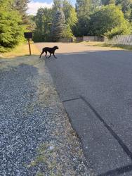 Found/Stray Male Dog last seen Kenmore 60th ave NE, Kenmore, WA 98028