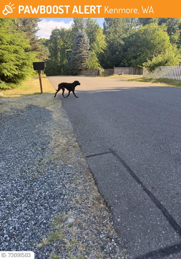 Found/Stray Male Dog last seen Kenmore 60th ave NE, Kenmore, WA 98028