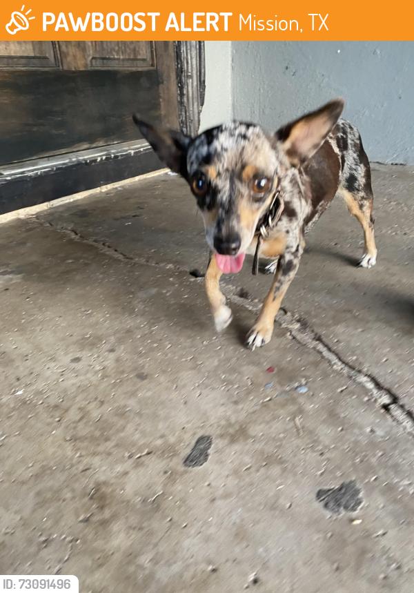 Found/Stray Female Dog last seen Near Dutch, Mission, TX 78574