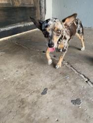 Found/Stray Female Dog last seen Near Dutch, Mission, TX 78574
