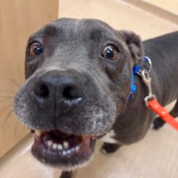 Found/Stray Unknown Dog last seen Homewood, Pittsburgh, PA 15208