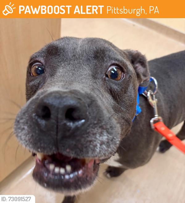 Found/Stray Unknown Dog last seen Homewood, Pittsburgh, PA 15208