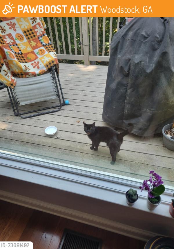 Found/Stray Unknown Cat last seen Bellsferry and Hobgood park, Woodstock, GA 30189